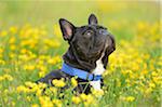 Close-up of a French Bulldog in a meadow in summer, Bavaria, Germany.