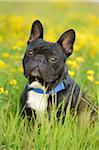 Close-up of a French Bulldog in a meadow in summer, Bavaria, Germany.