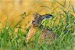 European Brown Hare (Lepus europaeus) in Field in Summer, Hesse, Germany