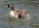 Close up of a Canada Goose washing his feathers