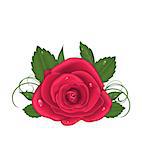 Illustration close-up beautiful rose isolated on white background - vector