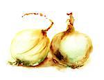 Watercolor illustration of onion