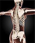 3D render of a female medical skeleton with close up on back