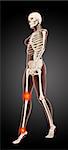 3D render of a female medical skeleton walking with knee and ankle highlighted