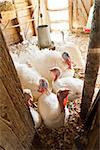 Close-up of turkeys on the farm