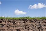 Segment of grass and earth on a beautiful summer day