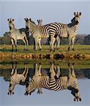 Herd of Zebras with a Reflection on the water