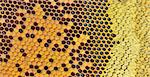 details of fresh honey in comb