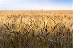 Wheat field under blue sky. Golden sunset in wide meadow. Ukraine.