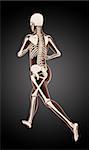 3D render of a female medical skeleton running