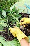 gardening with rubber yellow gloves, detail of  replanting green plants