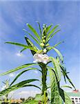 Flowers of sesame in garden agent blue sky