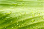 Natural green with water drops for background