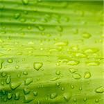 Natural green with water drops for background