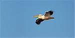 Great White Pelican (Pelecanus onocrotalus) flying against blue sky.