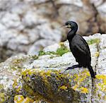 European shag (Phalacrocorax aristotelis) portrait in nature.