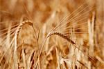 Closeup of wheat ear in field