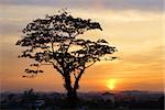 Tree silhouette on sunset