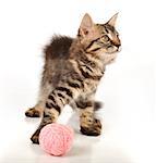 Cute little 3 months old kitten playing with a wool ball. Studio shot.