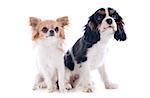 young cavalier king charles with a chihuahua in front of white background