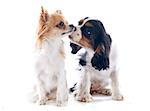 young cavalier king charles with a chihuahua in front of white background