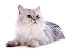persian cat in front of a white background