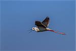 black winged stilt (Himantopus himantopus) in flight. Danube Delta, Romania