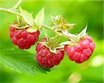 Close-up Image of Red Ripe Raspberries Growing in the Garden
