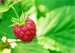 Close-up Image of Red Ripe Raspberry Growing in the Garden