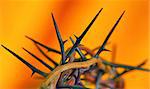 Crown of Thorns on orange background,  isolated