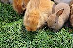 Rabbit family feeding on grass. Cute animals background.