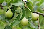 growing pears on the tree, organic food
