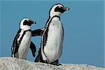 Pair of African penguins (Spheniscus demersus) against a blue sky, Western Cape, South Africa