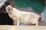 big cream siamese cat seriously looking, outdoor