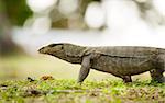 banded monitor lizard walking on a land