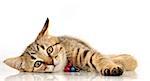 Little 3 months old striped  kitten relaxing. Looking at camera. Studio shot.