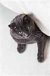 british gray cat looking from under bed, vertical