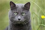 british gray cat in the grass, portrait
