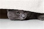 british gray cat looking from under bed, horizontal