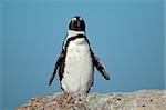 African penguin (Spheniscus demersus) against a blue sky, Western Cape, South Africa