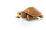 Image of a baby Common Map Turtle against white background