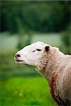 A sheep standing on a green field in Dalarna, Sweden