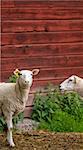 A baby sheep standing infront of a red barn on a farm