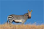 Cape Mountain Zebra (Equus zebra), against a blue sky, South Africa