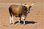 Sanga bull - indigenous cattle breed of northern Namibia, southern Africa