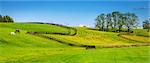 Scenic image of a horse farm with black wooden fences