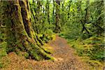 Path through Rainforest, Lake Gunn Nature Walk, Fiordland National Park, Southland, South Island, New Zealand