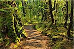 Path through Rainforest, Lake Gunn Nature Walk, Fiordland National Park, Southland, South Island, New Zealand