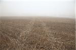 Tire Tracks in Deserted Field, Innisfil, Ontario, Canada