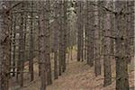 Tree Trunks in Forest, Joker's Hill, near Newmarket, King Township, Ontario, Canada